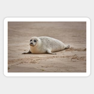 White common seal (Phoca vitulina) pup Sticker